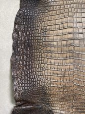 画像4: シャムクロコダイル　グラデーション　ニコチン　36　 (4)