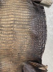 画像5: シャムクロコダイル　グラデーション　ニコチン　36　 (5)