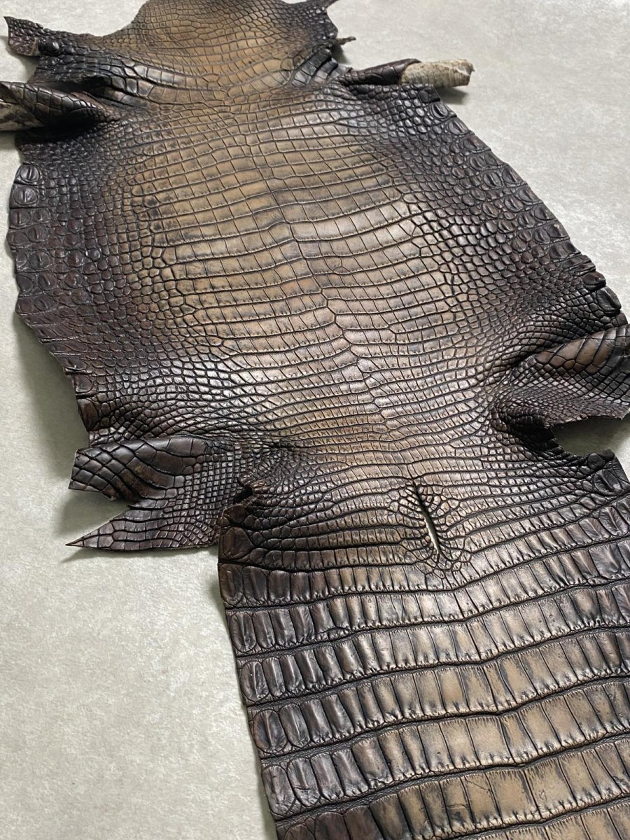 画像7: シャムクロコダイル　グラデーション　ニコチン　36　 (7)