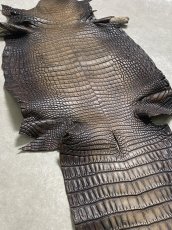 画像7: シャムクロコダイル　グラデーション　ニコチン　36　 (7)