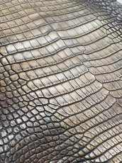 画像8: シャムクロコダイル　グラデーション　ニコチン　36　 (8)