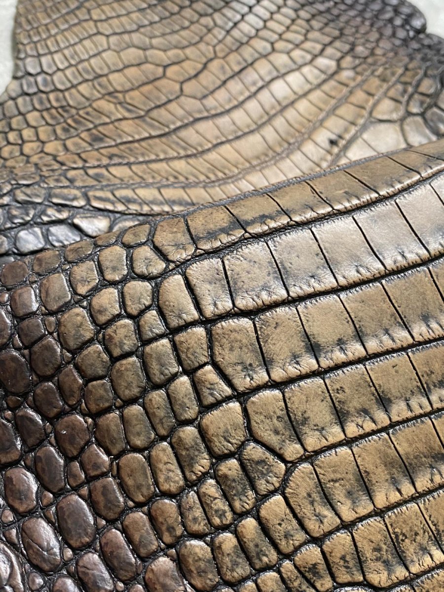 画像9: シャムクロコダイル　グラデーション　ニコチン　36　 (9)