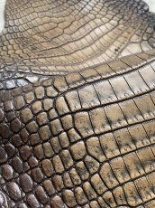 画像9: シャムクロコダイル　グラデーション　ニコチン　36　 (9)