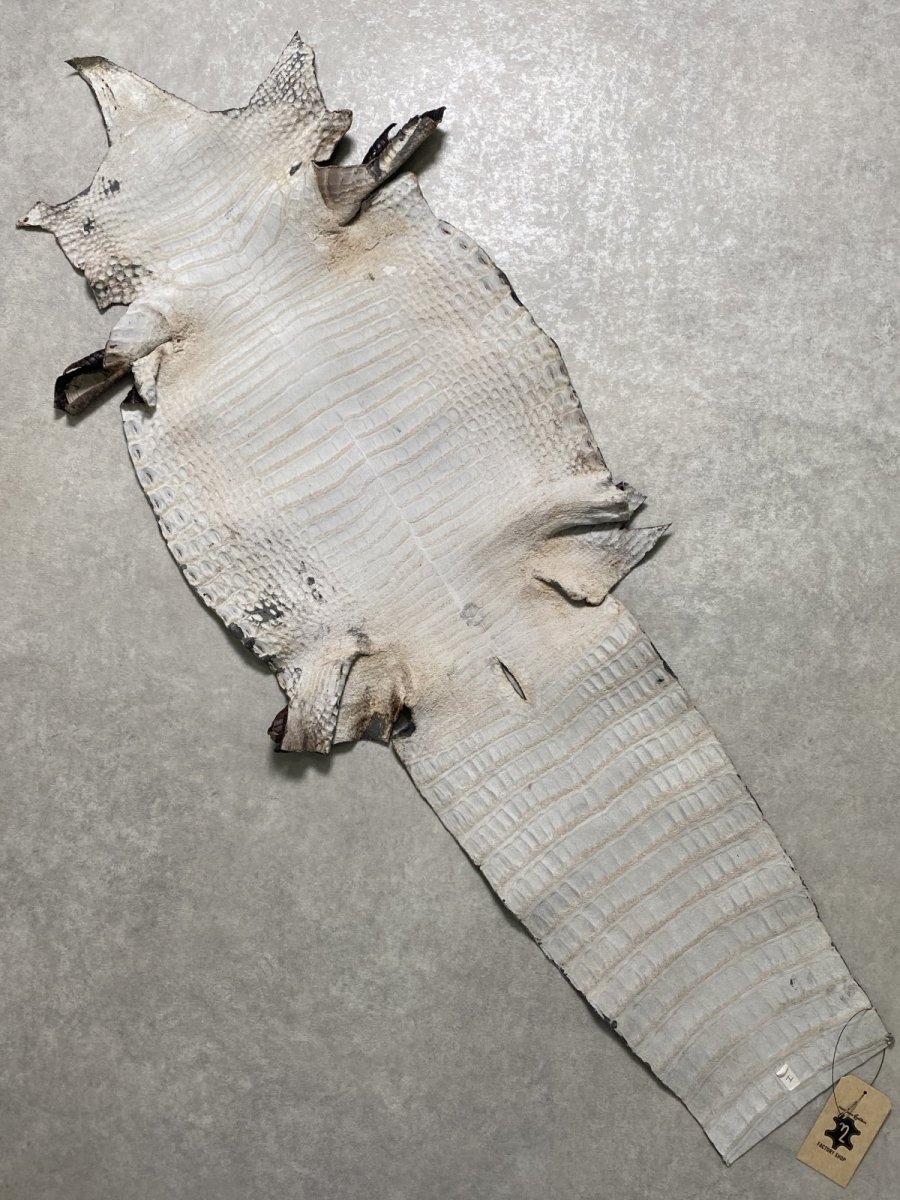 画像10: シャムクロコダイル　グラデーション　ニコチン　36　 (10)