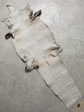 画像10: シャムクロコダイル　グラデーション　ニコチン　36　 (10)