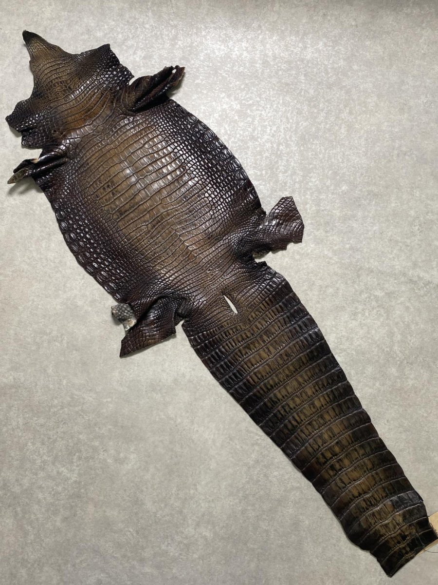 画像1: シャムクロコダイル　グラデーション　ニコチン　34 (1)