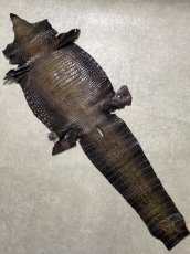 画像1: シャムクロコダイル　グラデーション　ニコチン　34 (1)