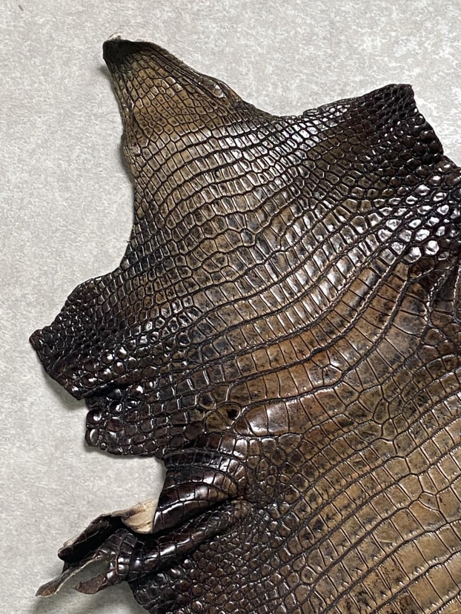画像2: シャムクロコダイル　グラデーション　ニコチン　34 (2)