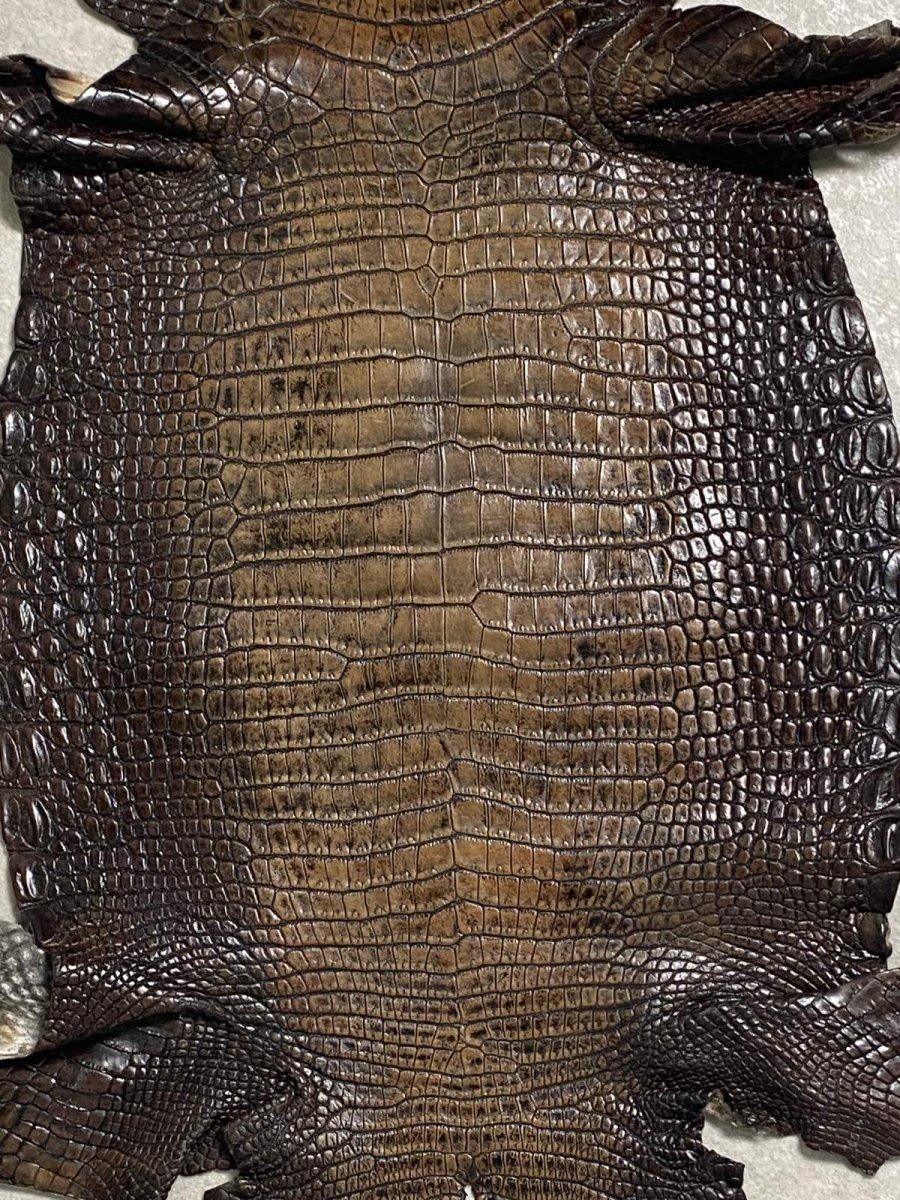 画像3: シャムクロコダイル　グラデーション　ニコチン　34 (3)