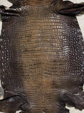 画像3: シャムクロコダイル　グラデーション　ニコチン　34 (3)