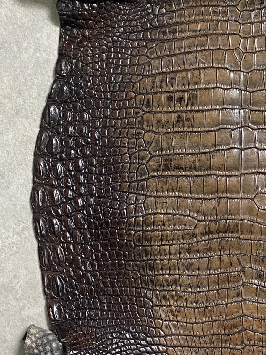 画像4: シャムクロコダイル　グラデーション　ニコチン　34 (4)