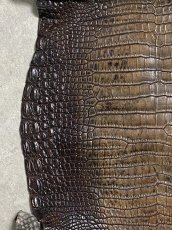 画像4: シャムクロコダイル　グラデーション　ニコチン　34 (4)