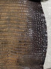 画像5: シャムクロコダイル　グラデーション　ニコチン　34 (5)