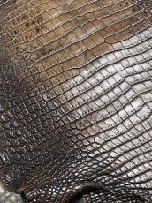 画像8: シャムクロコダイル　グラデーション　ニコチン　34 (8)