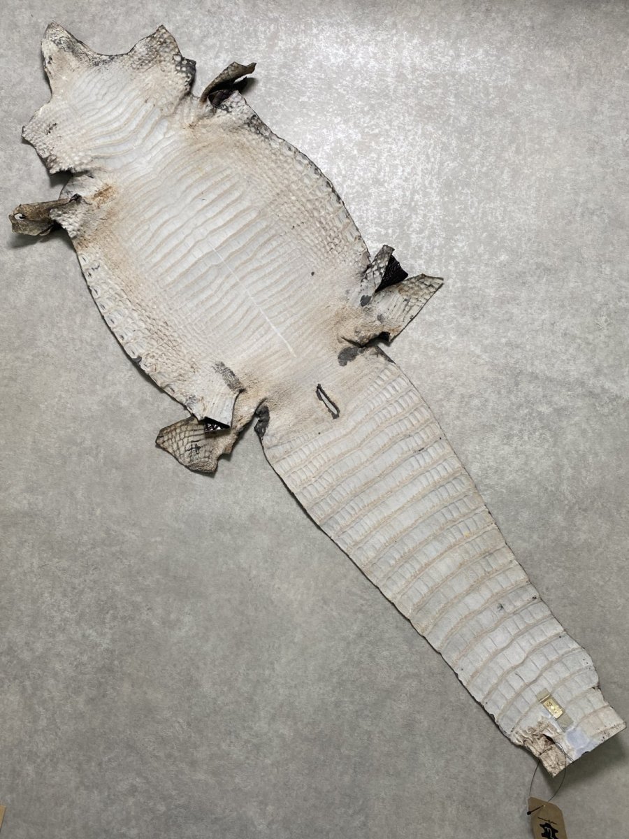 画像10: シャムクロコダイル　グラデーション　ニコチン　34 (10)