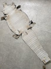 画像10: シャムクロコダイル　グラデーション　ニコチン　34 (10)