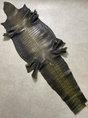 画像1: シャムクロコダイル　グラデーション　カーキ　47 (1)