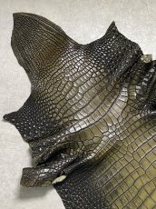 画像2: シャムクロコダイル　グラデーション　カーキ　47 (2)