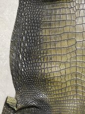 画像4: シャムクロコダイル　グラデーション　カーキ　47 (4)
