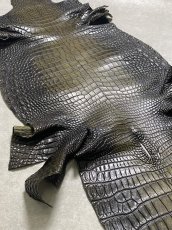 画像7: シャムクロコダイル　グラデーション　カーキ　47 (7)