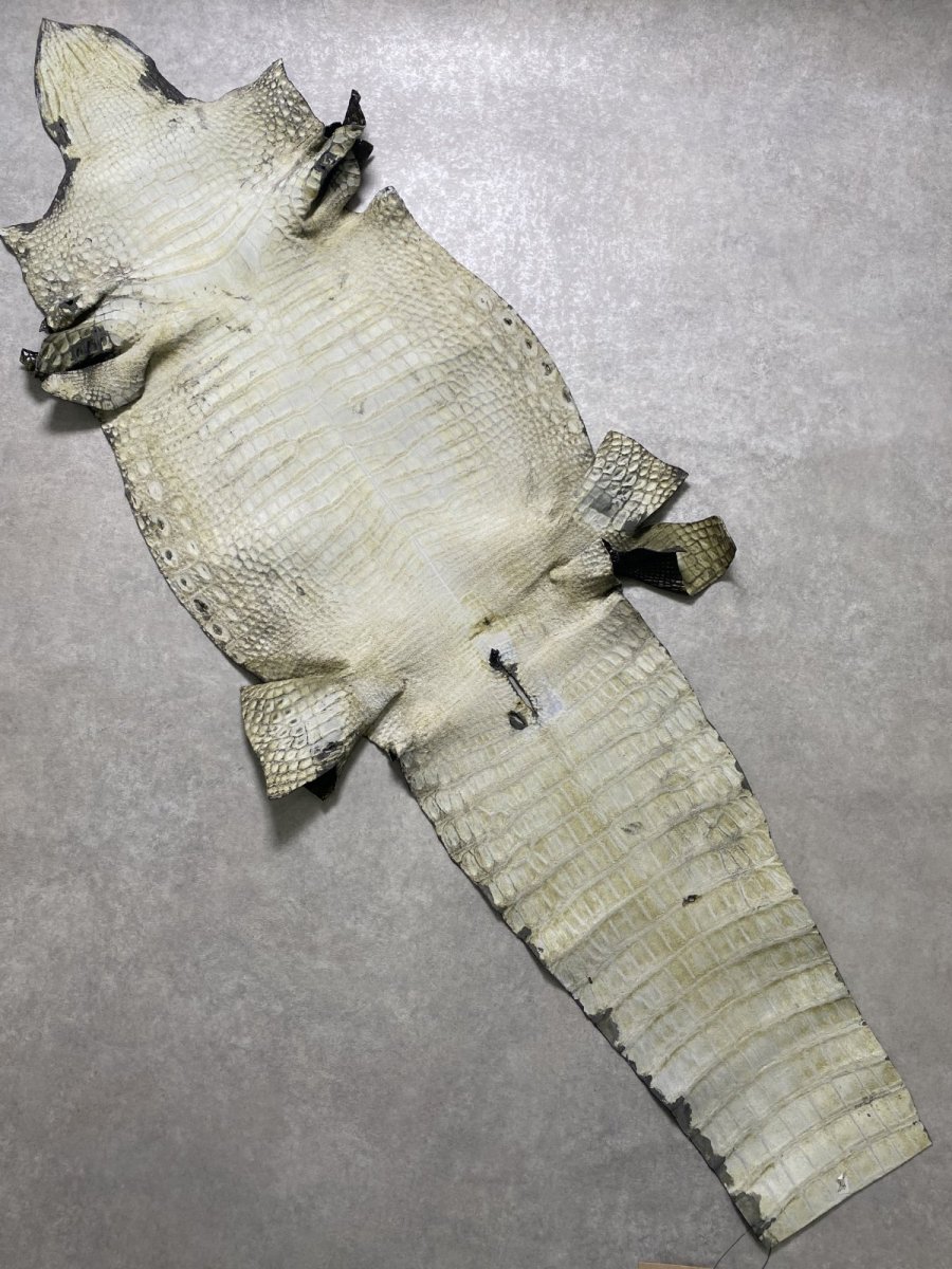 画像9: シャムクロコダイル　グラデーション　カーキ　47 (9)