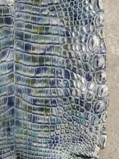 画像5: ナイルクロコ　シェルパールレインボー　ブルー　34　ワニ革　クロコダイル革 (5)