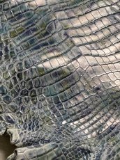 画像7: ナイルクロコ　シェルパールレインボー　ブルー　34　ワニ革　クロコダイル革 (7)