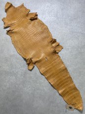 画像1: ナイルクロコ　チェスナッツ　42　ワニ革　クロコダイル革 (1)