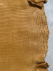 画像5: ナイルクロコ　チェスナッツ　42　ワニ革　クロコダイル革 (5)
