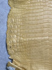 画像4: ナイルクロコ　キャメル　45　ワニ革　クロコダイル革 (4)