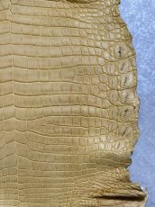 画像5: ナイルクロコ　キャメル　45　ワニ革　クロコダイル革 (5)