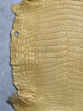 画像4: ナイルクロコ　キャメル　42　ワニ革　クロコダイル革 (4)