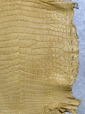 画像5: ナイルクロコ　キャメル　42　ワニ革　クロコダイル革 (5)