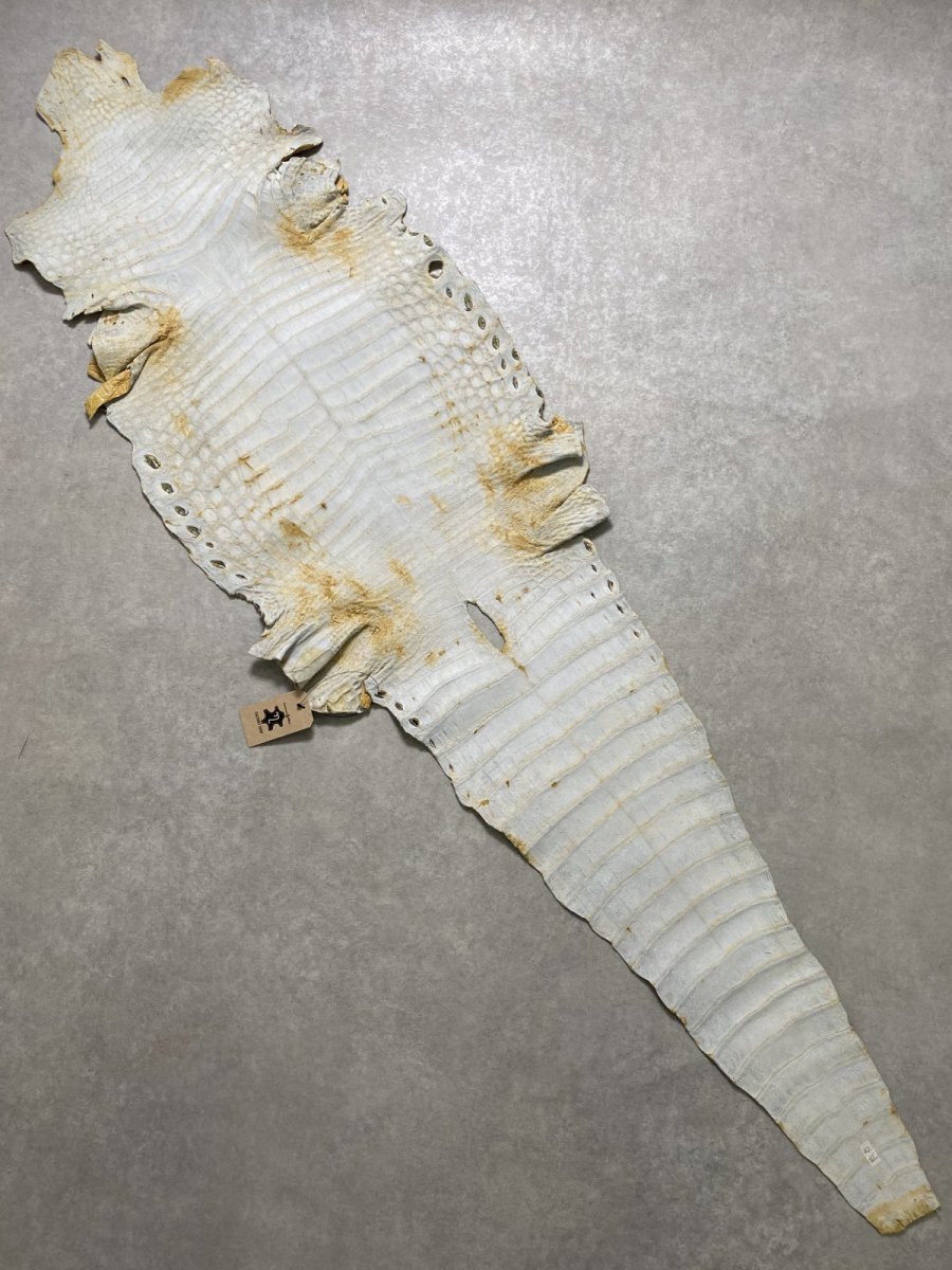 画像11: ナイルクロコ　キャメル　42　ワニ革　クロコダイル革 (11)