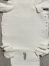 画像3: ナイルクロコ　ホワイト　ツヤ有り　41　ワニ革　クロコダイル革 (3)