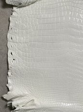 画像4: ナイルクロコ　ホワイト　ツヤ有り　41　ワニ革　クロコダイル革 (4)