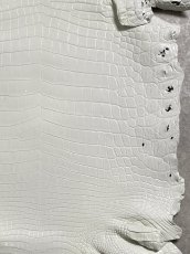 画像5: ナイルクロコ　ホワイト　ツヤ有り　41　ワニ革　クロコダイル革 (5)