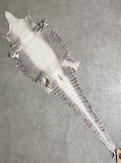 画像1: ヒマラヤクロコダイル　ナチュラル　30　ワニ革　ナイルクロコダイル　クロコダイル革　エキゾチックレザー (1)