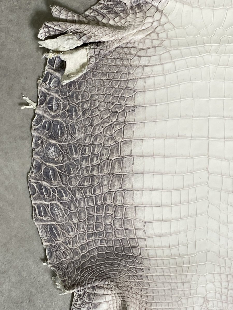 画像4: ヒマラヤクロコダイル　ナチュラル　30　ワニ革　ナイルクロコダイル　クロコダイル革　エキゾチックレザー (4)