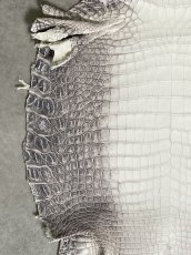 画像4: ヒマラヤクロコダイル　ナチュラル　30　ワニ革　ナイルクロコダイル　クロコダイル革　エキゾチックレザー (4)