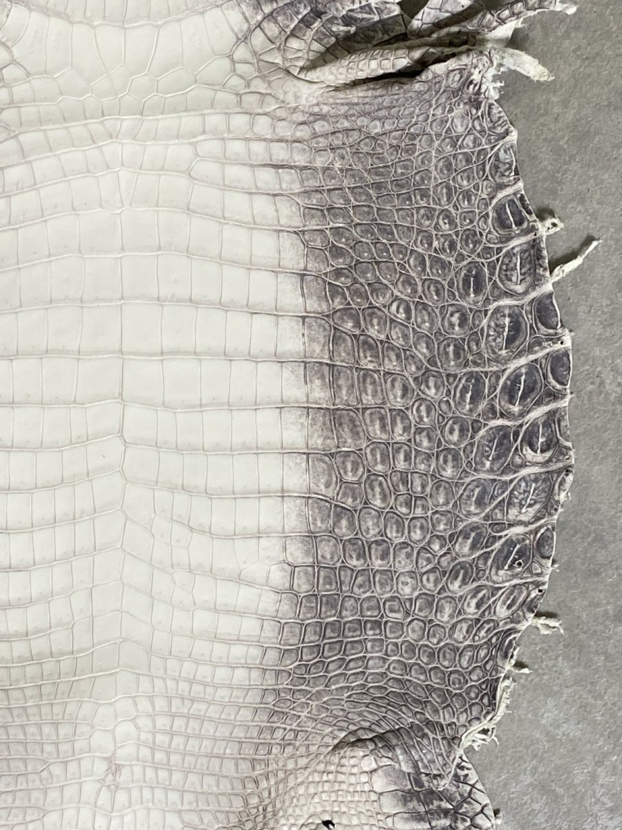 画像5: ヒマラヤクロコダイル　ナチュラル　30　ワニ革　ナイルクロコダイル　クロコダイル革　エキゾチックレザー (5)