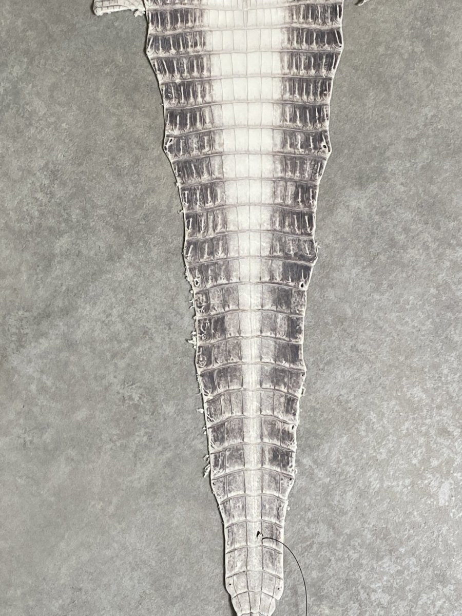 画像6: ヒマラヤクロコダイル　ナチュラル　30　ワニ革　ナイルクロコダイル　クロコダイル革　エキゾチックレザー (6)