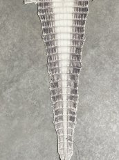 画像6: ヒマラヤクロコダイル　ナチュラル　30　ワニ革　ナイルクロコダイル　クロコダイル革　エキゾチックレザー (6)