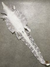 画像1: ヒマラヤクロコダイル　ナチュラル　39　ワニ革　ナイルクロコダイル　クロコダイル革　エキゾチックレザー (1)