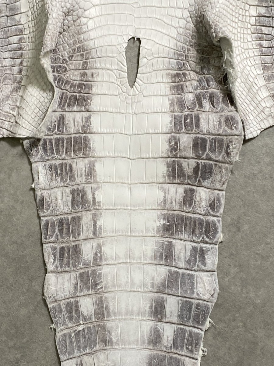 画像6: ヒマラヤクロコダイル　ナチュラル　39　ワニ革　ナイルクロコダイル　クロコダイル革　エキゾチックレザー (6)