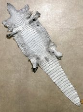 画像1: ラージクロコダイル　谷染めパール仕上げ　アリスブルー (1)