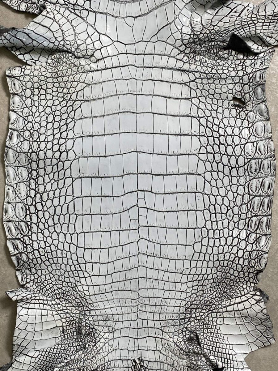 画像3: ラージクロコダイル　谷染めパール仕上げ　アリスブルー (3)