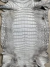 画像3: ラージクロコダイル　谷染めパール仕上げ　アリスブルー (3)