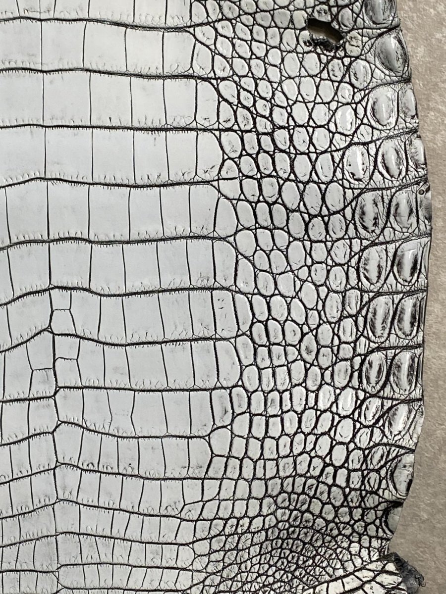 画像5: ラージクロコダイル　谷染めパール仕上げ　アリスブルー (5)