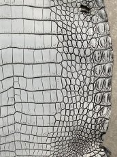 画像5: ラージクロコダイル　谷染めパール仕上げ　アリスブルー (5)